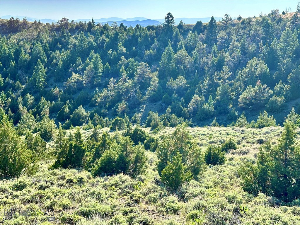 Ponderosa Pines - Land