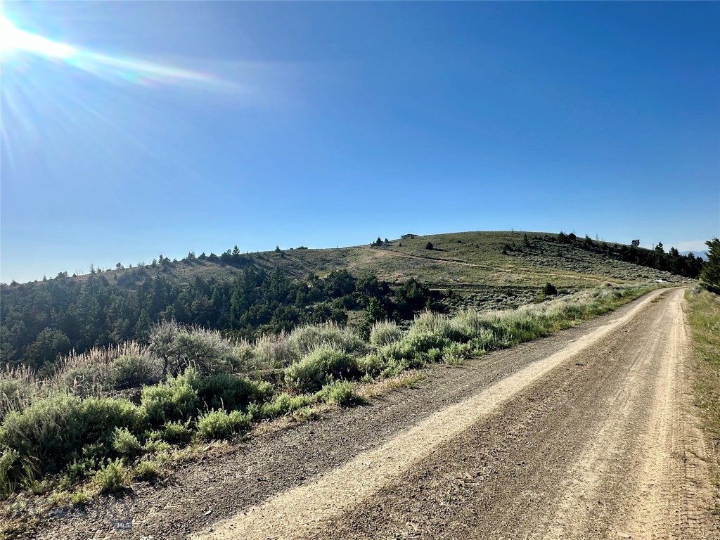Ponderosa Pines - Land