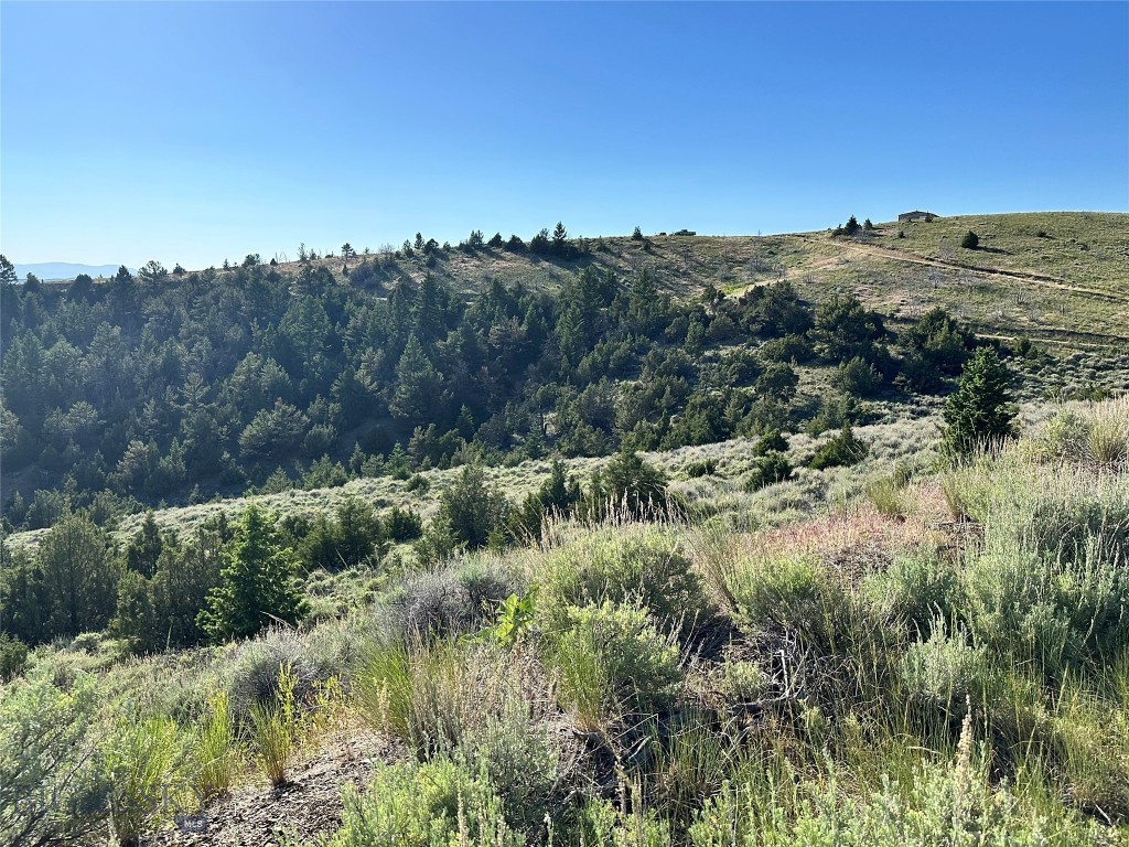 Ponderosa Pines - Land