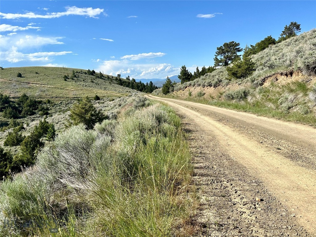 Ponderosa Pines - Land