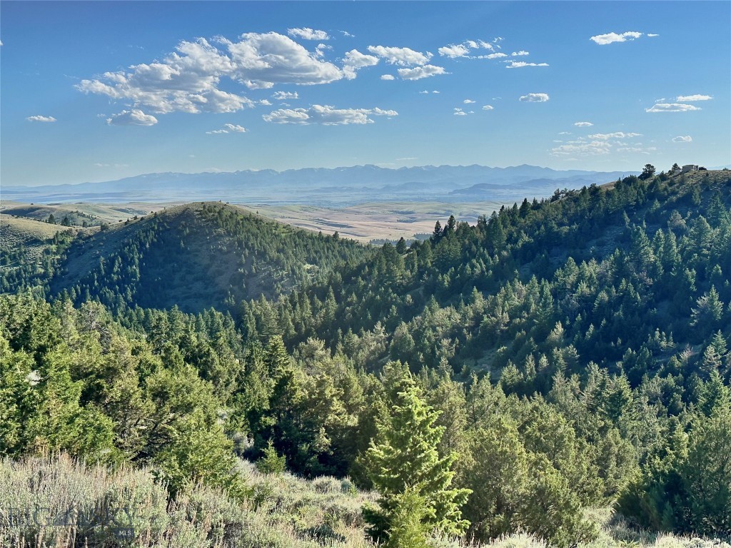 Ponderosa Pines - Land