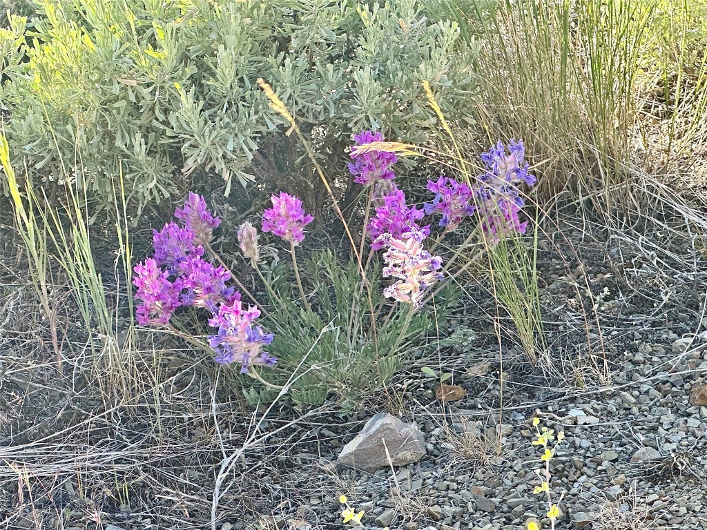 Ponderosa Pines - Land