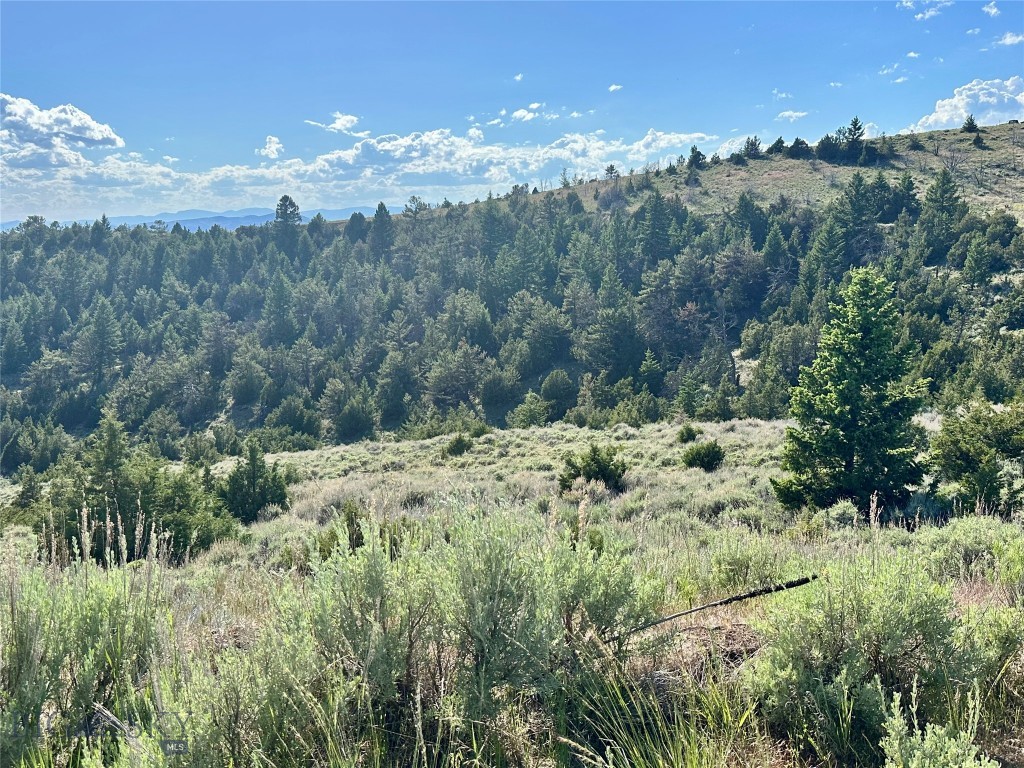 Ponderosa Pines - Land