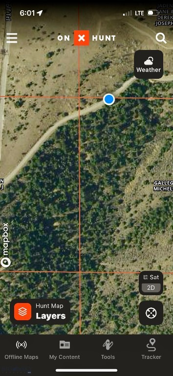 Ponderosa Pines - Land
