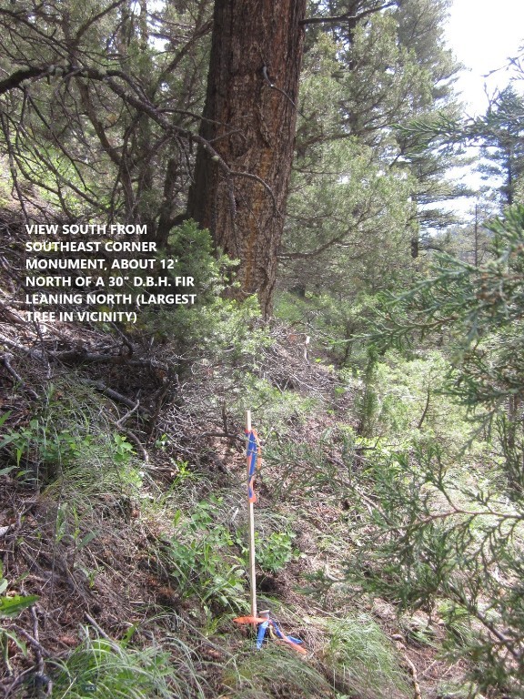 Ponderosa Pines - Land