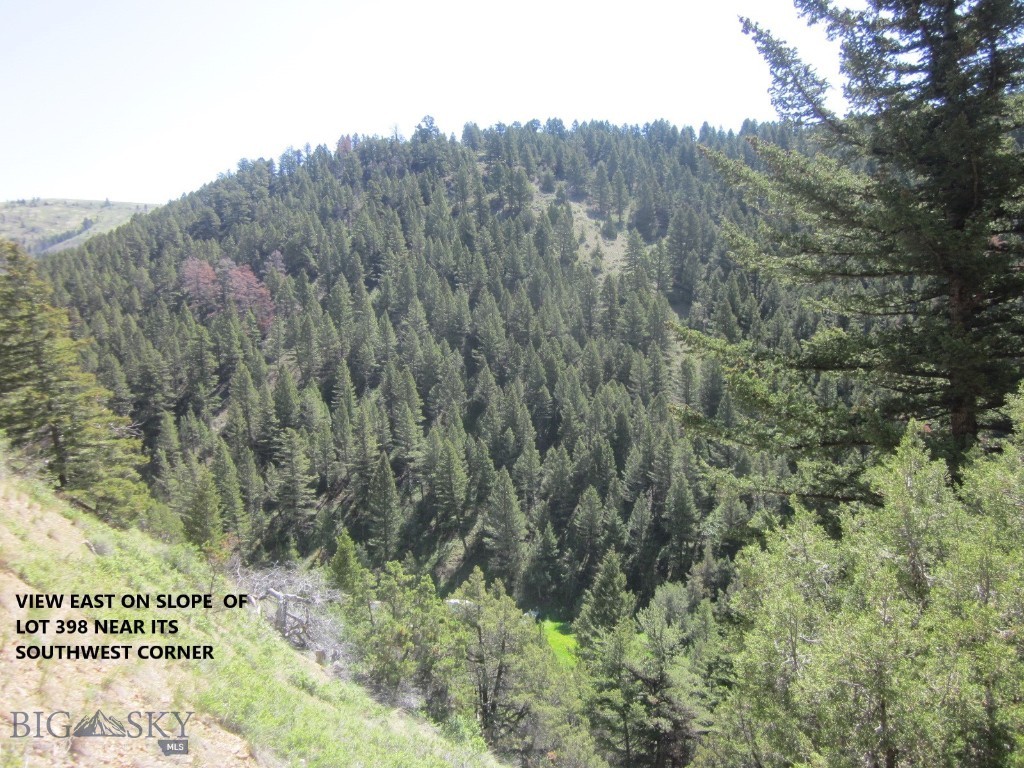 Ponderosa Pines - Land