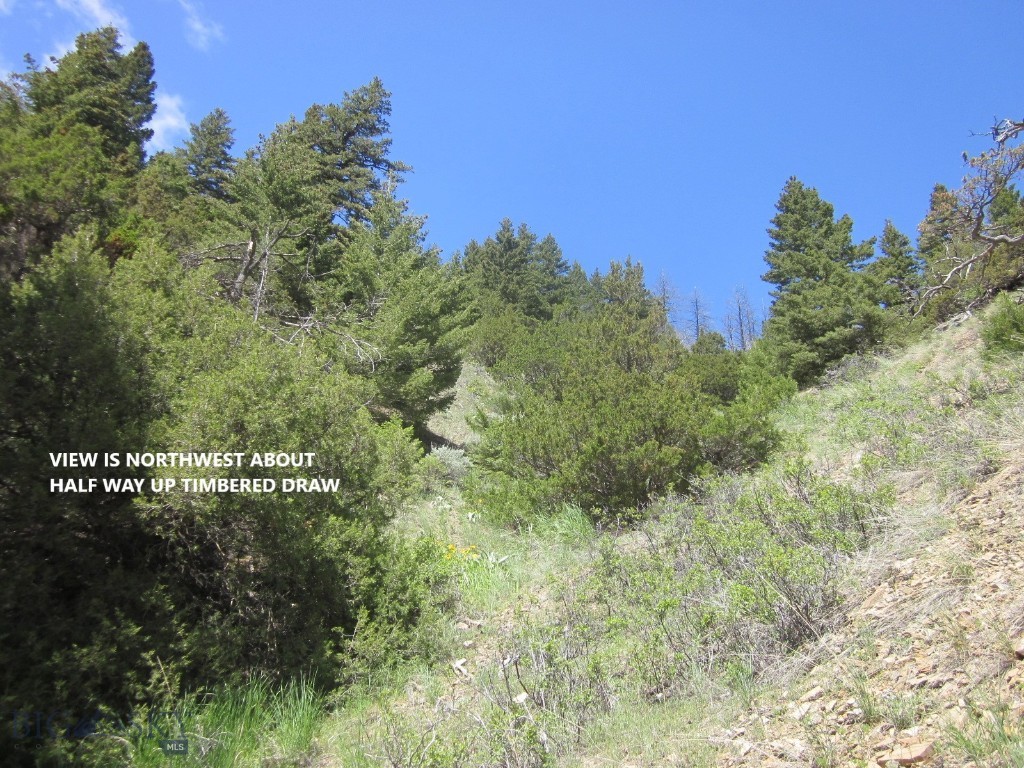 Ponderosa Pines - Land