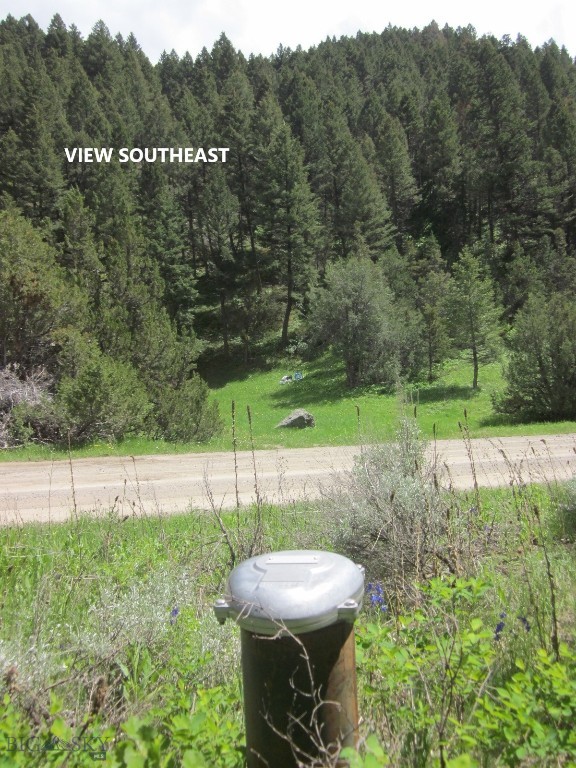 Ponderosa Pines - Land
