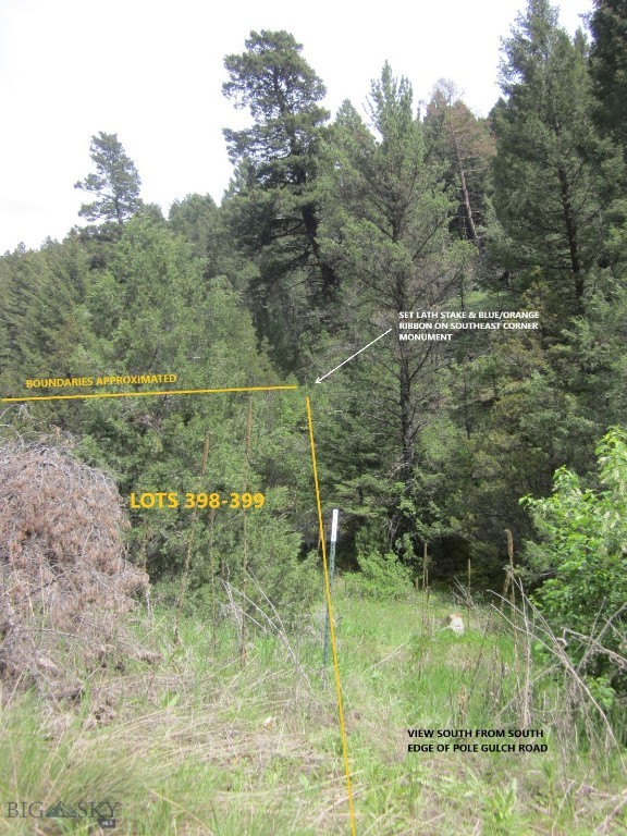 Ponderosa Pines - Land
