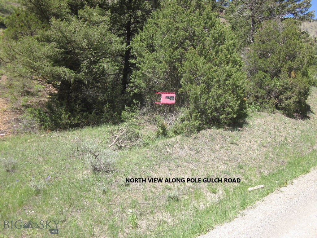 Ponderosa Pines - Land