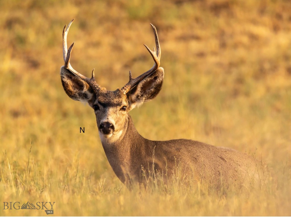 Gallatin River Ranch - Land