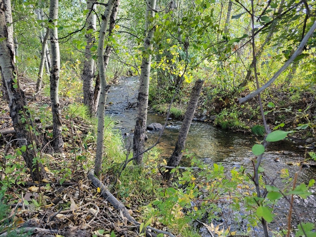 Forest Creek - Land