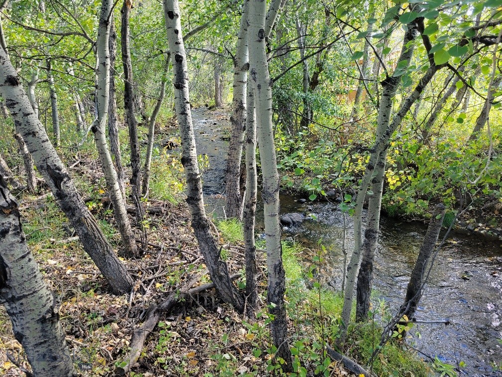 Forest Creek - Land