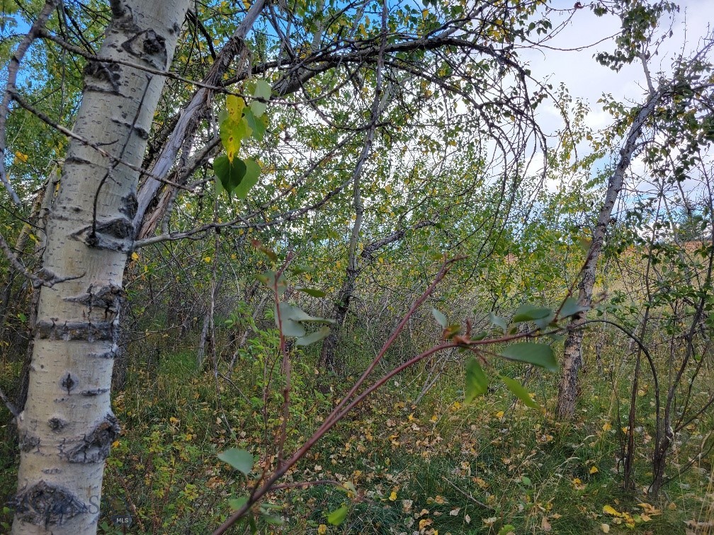 Forest Creek - Land