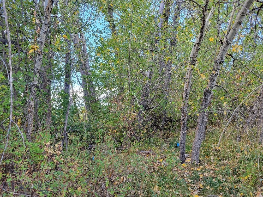 Forest Creek - Land