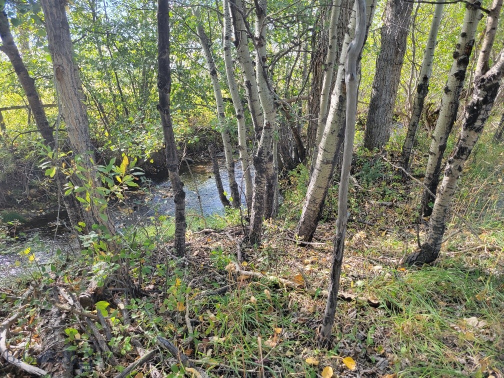 Forest Creek - Land