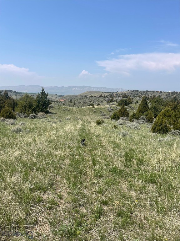 Ponderosa Pines - Land