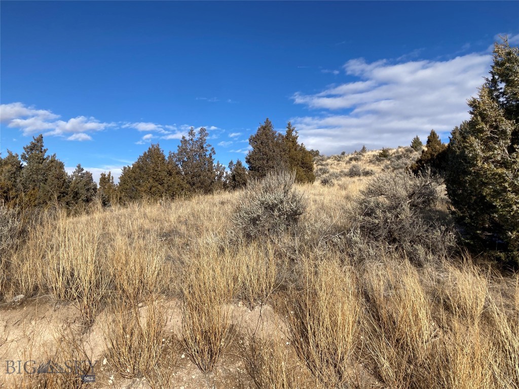 Ponderosa Pines - Land
