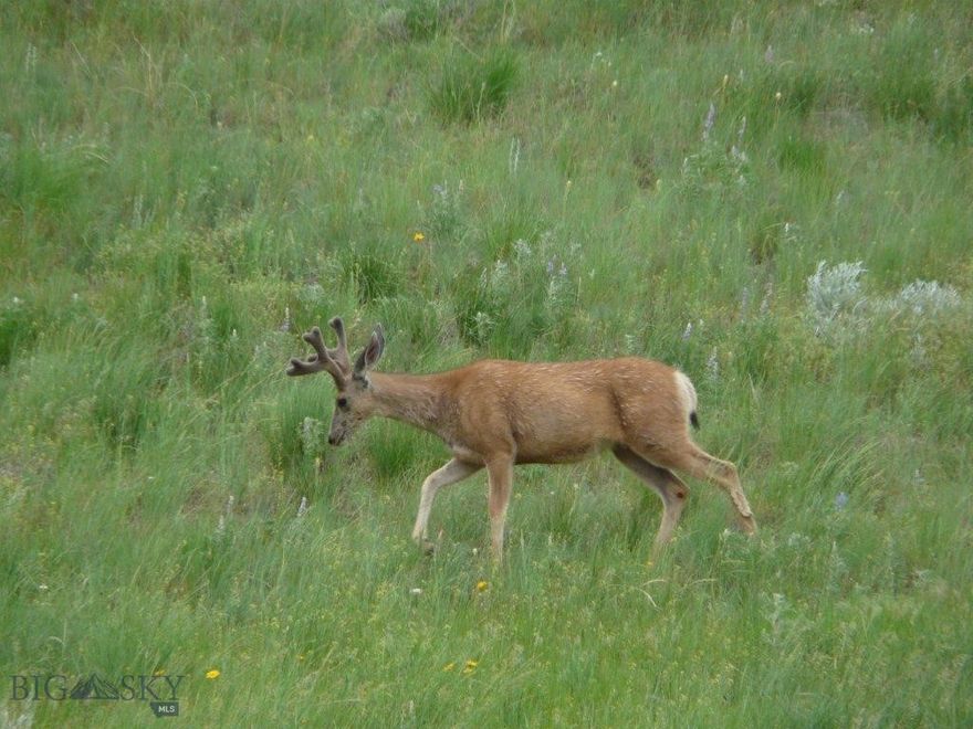 20 acres with easy year-round access, 15 miles west of Billings, Montana, and only 8 miles north of Laurel. Enjoy the rolling tree-covered landscape and rim rocks that give this property incredible building sites. If you enjoy hiking and climbing, this property is for you. It features sandstone rimrock; it's an incredible place to explore. Power is on-site, and you get excellent cell phone reception here. The Yellowstone River is close by, and the Bighorn and Stillwater Rivers are both a short drive and offer exceptional trout fishing.  The Red Lodge ski area is only a 45-minute drive. Red Lodge is the gateway to the Beartooth Highway, which is the northern boundary of Yellowstone Park! Being this close to Red Lodge, you'll have access to thousands of acres in the National Forest and Wilderness area for hiking, horseback riding, or hunting; this is an incredible location.