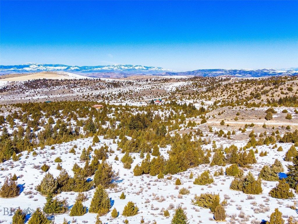 Ponderosa Pines - Land
