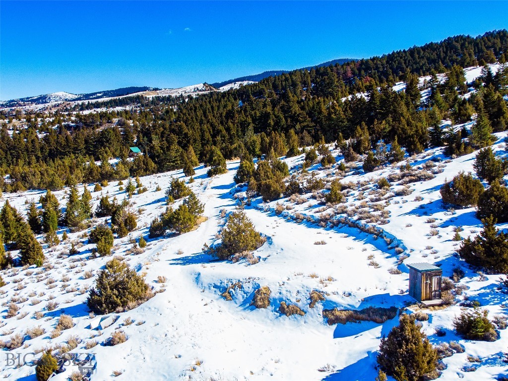 Ponderosa Pines - Land