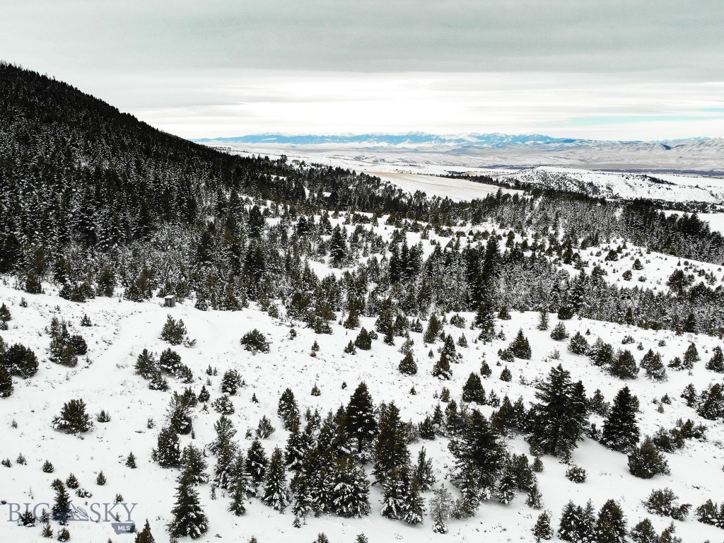 Ponderosa Pines - Land