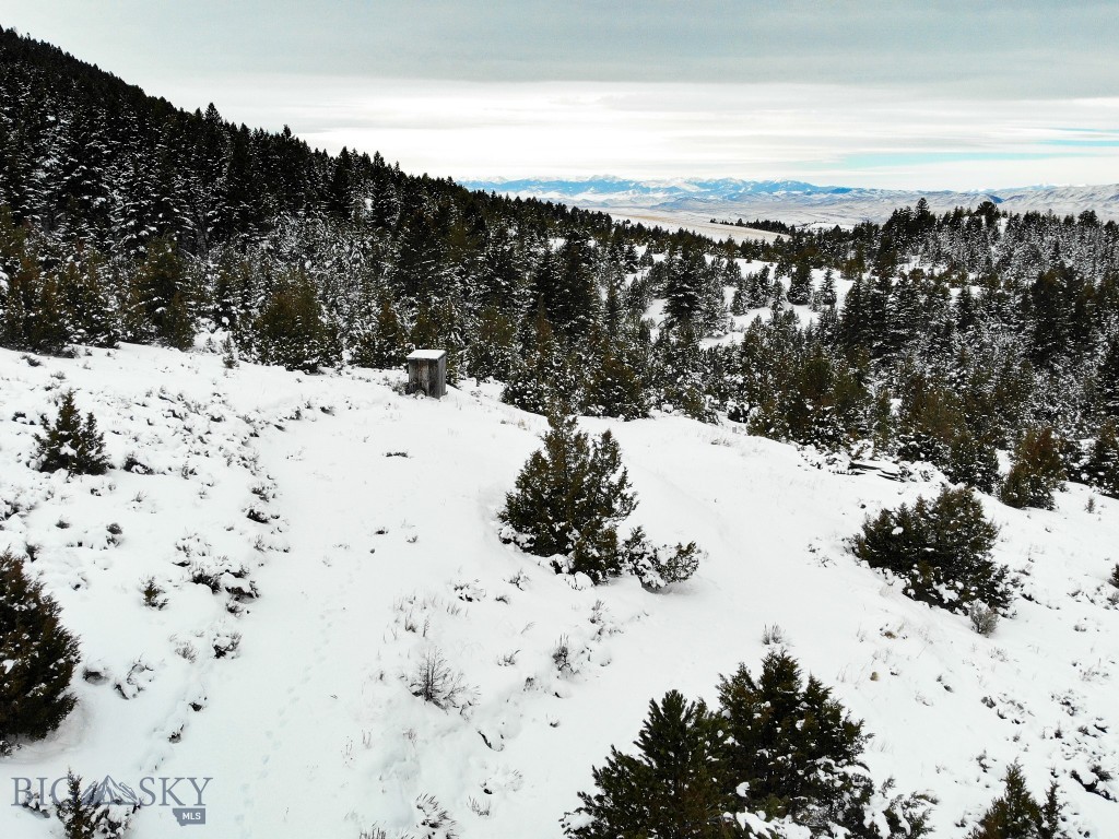 Ponderosa Pines - Land