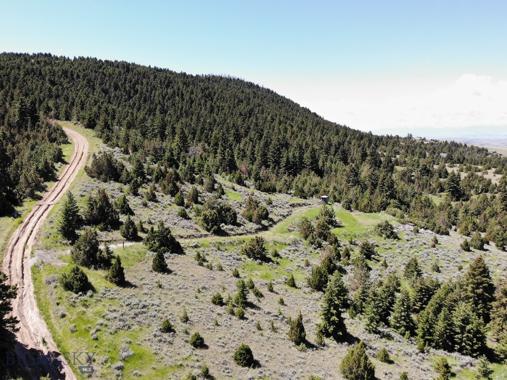 Ponderosa Pines - Land