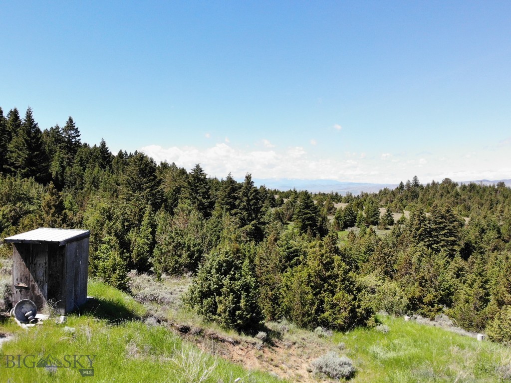 Ponderosa Pines - Land