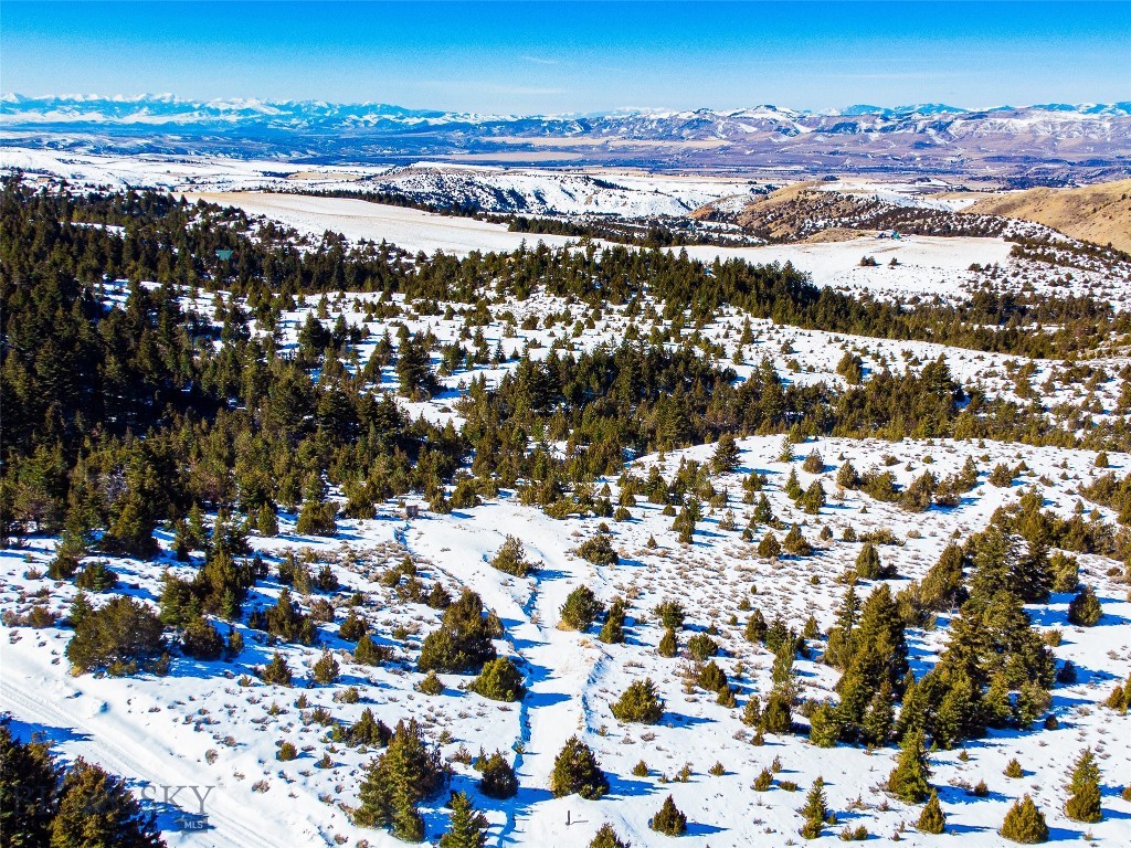 Ponderosa Pines - Land