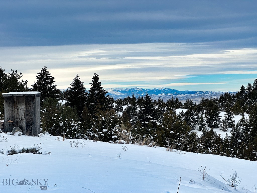 Ponderosa Pines - Land
