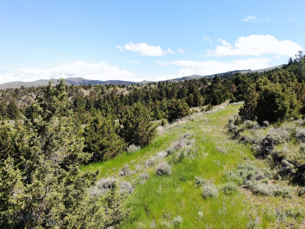 Ponderosa Pines - Land