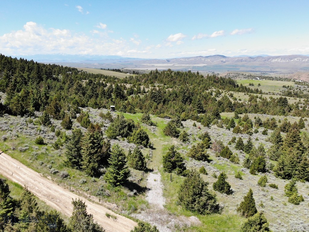 Ponderosa Pines - Land