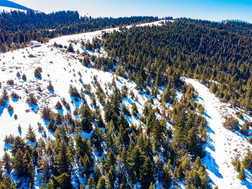 Ponderosa Pines - Land