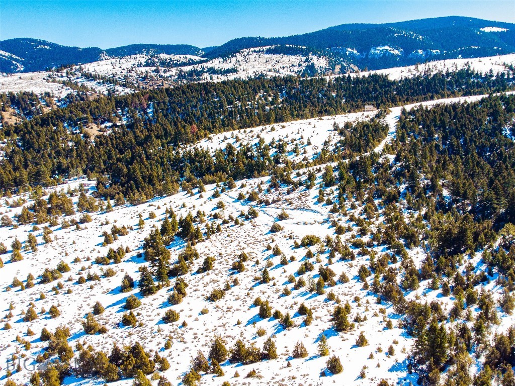 Ponderosa Pines - Land