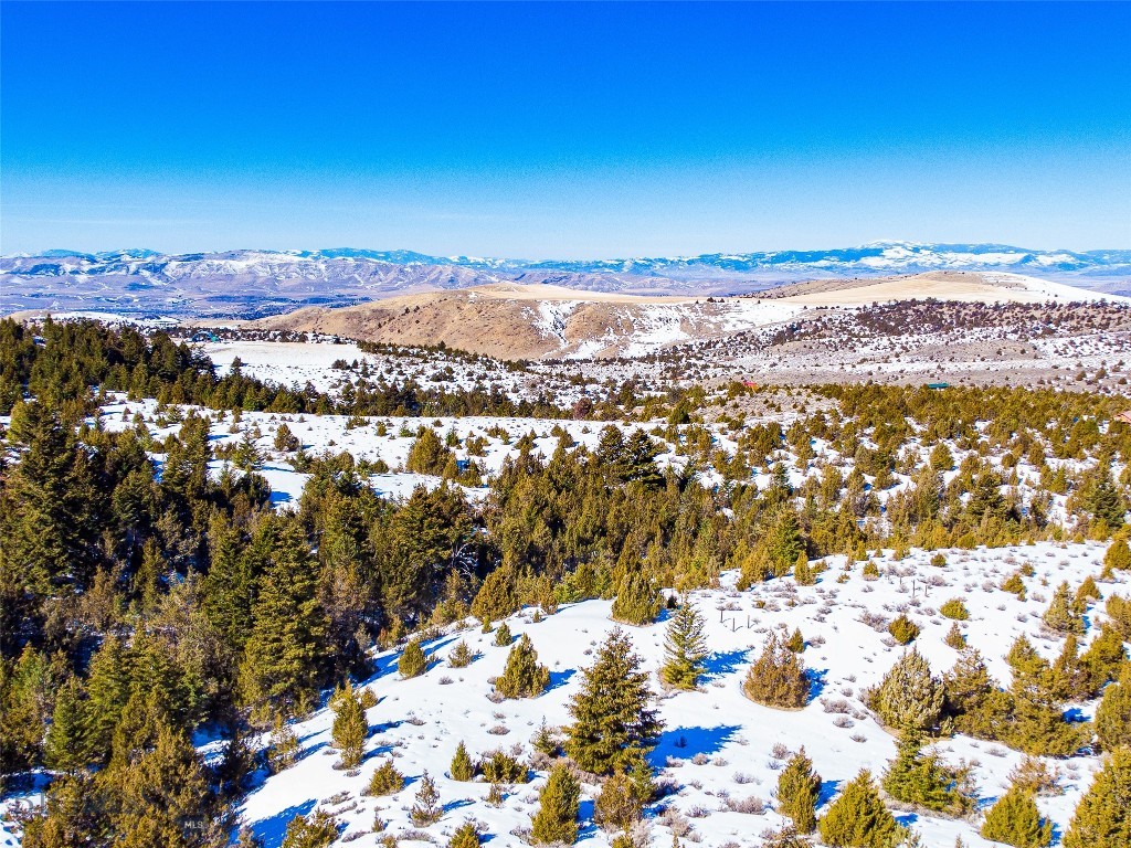 Ponderosa Pines - Land