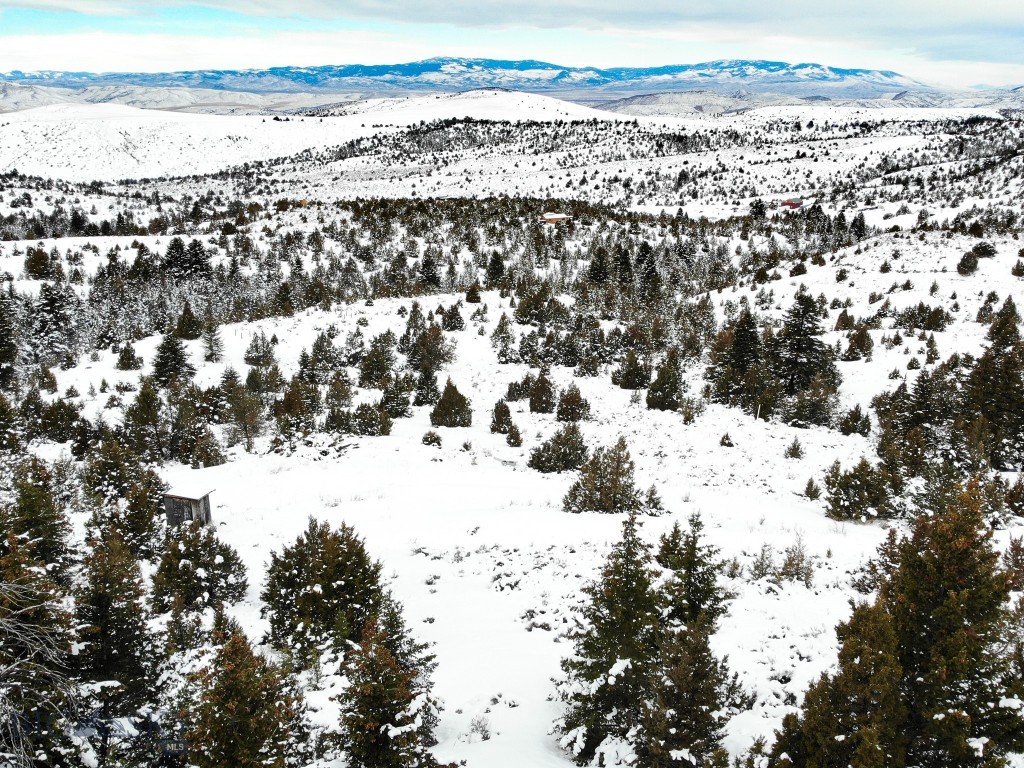Ponderosa Pines - Land