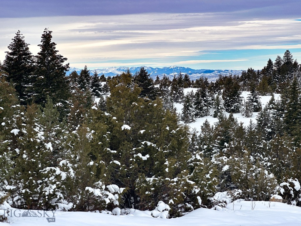 Ponderosa Pines - Land