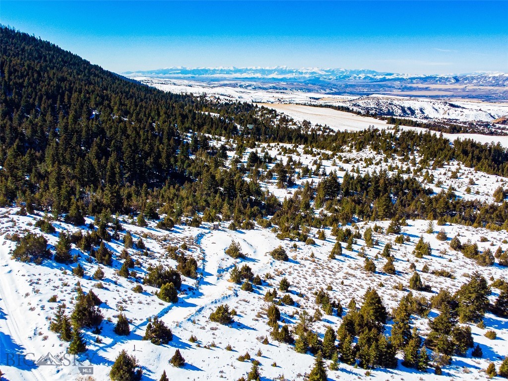 Ponderosa Pines - Land
