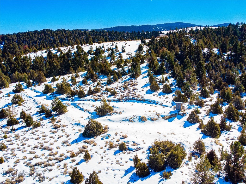 Ponderosa Pines - Land