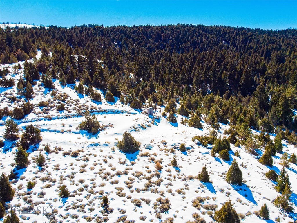 Ponderosa Pines - Land