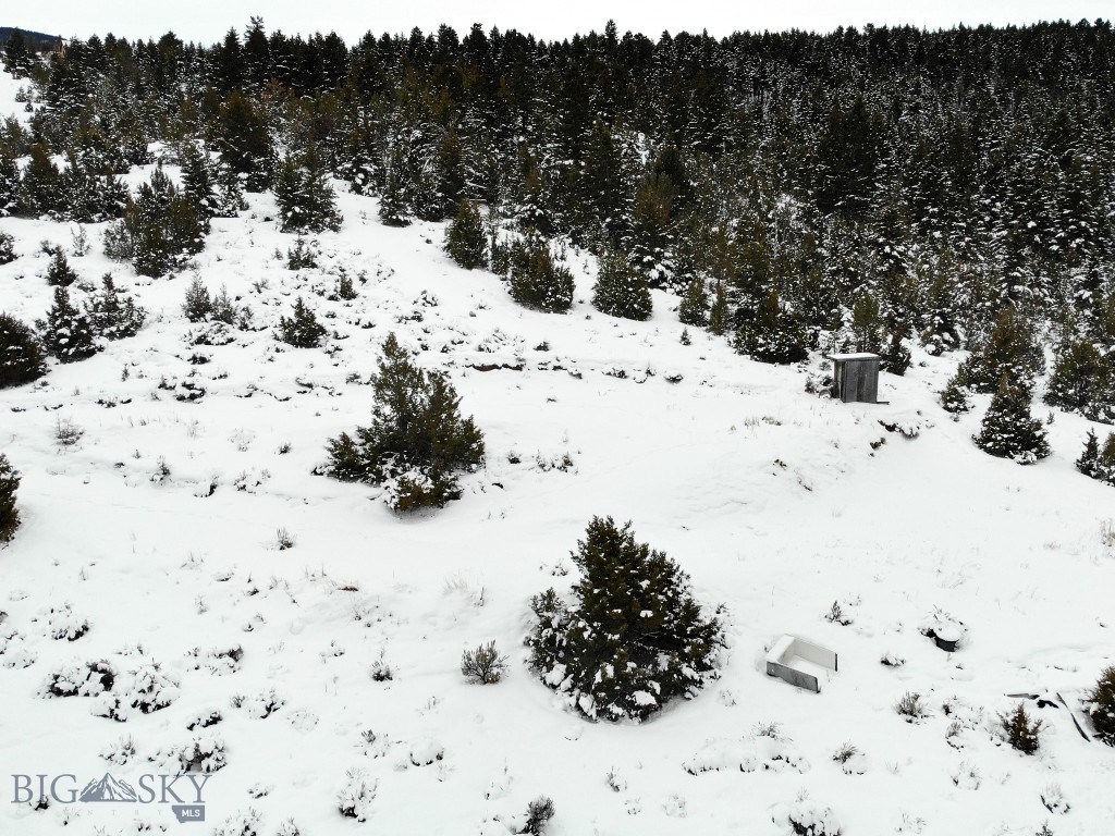 Ponderosa Pines - Land