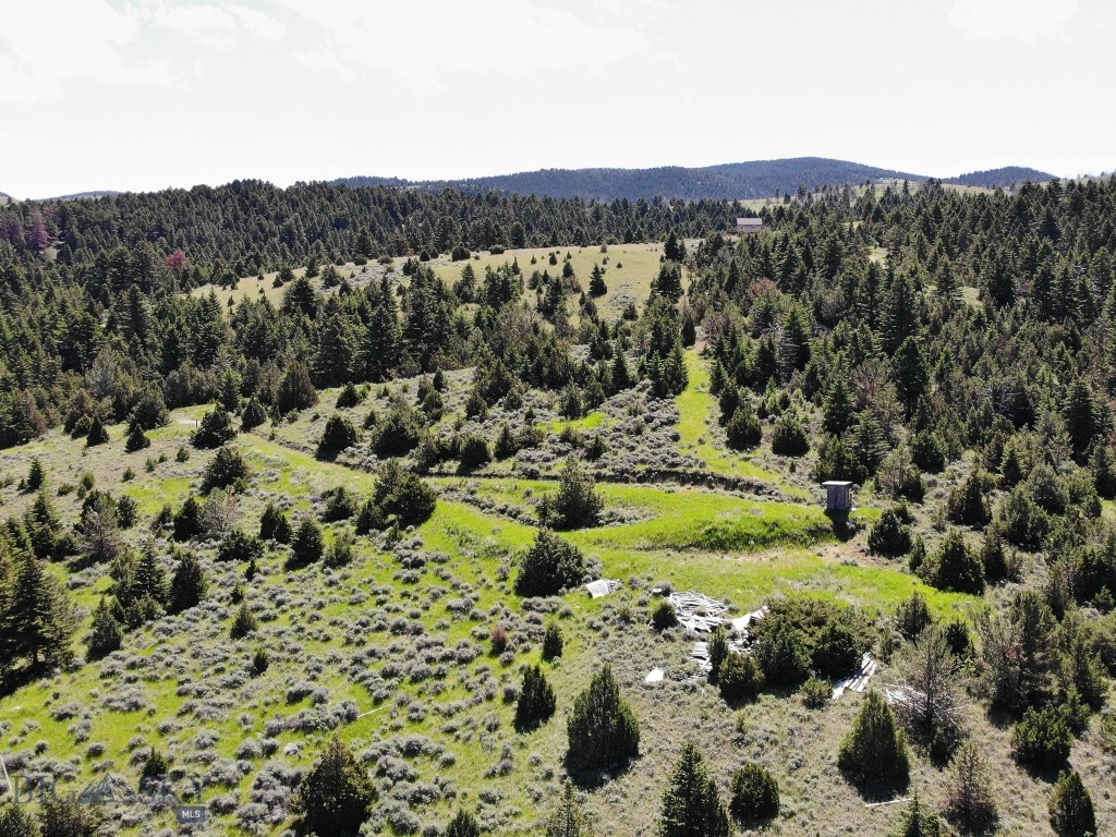 Ponderosa Pines - Land