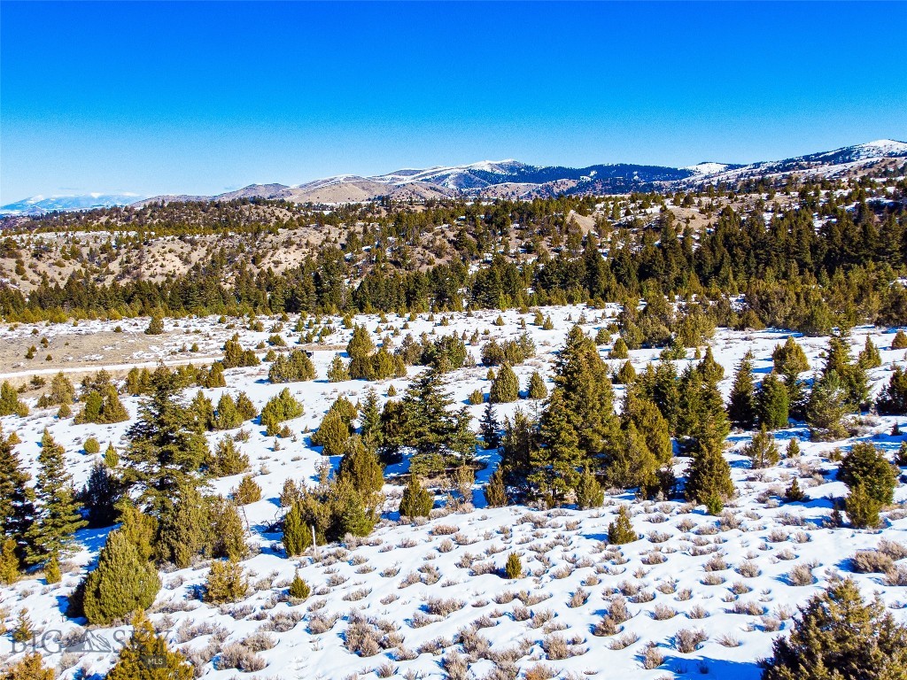 Ponderosa Pines - Land