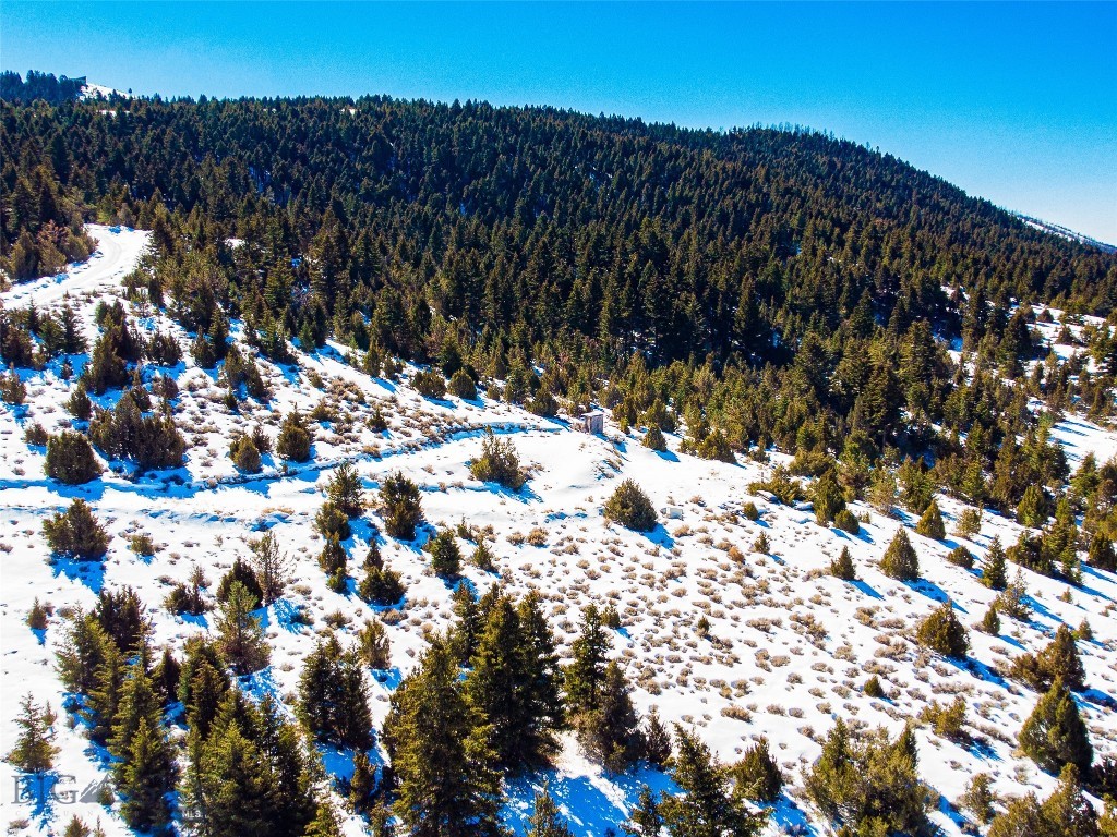 Ponderosa Pines - Land