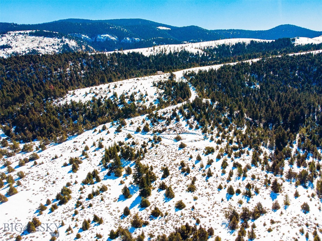 Ponderosa Pines - Land