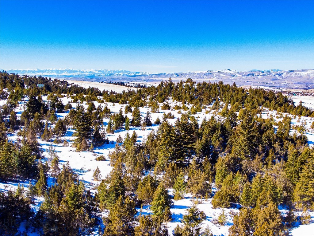 Ponderosa Pines - Land