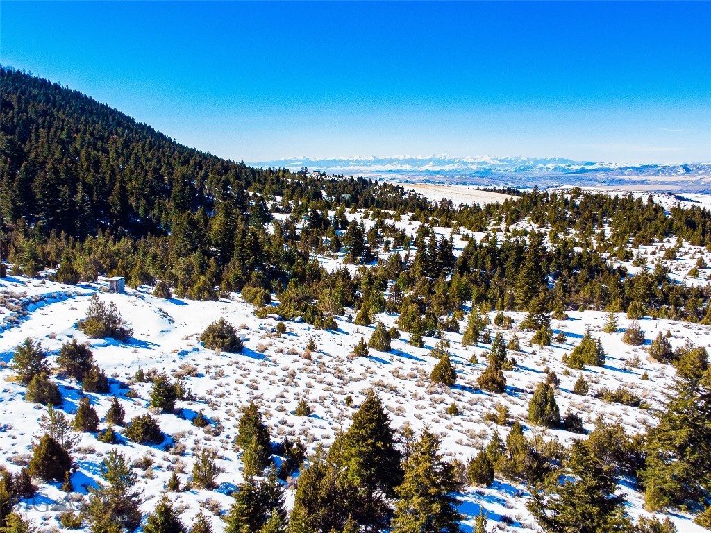 Ponderosa Pines - Land