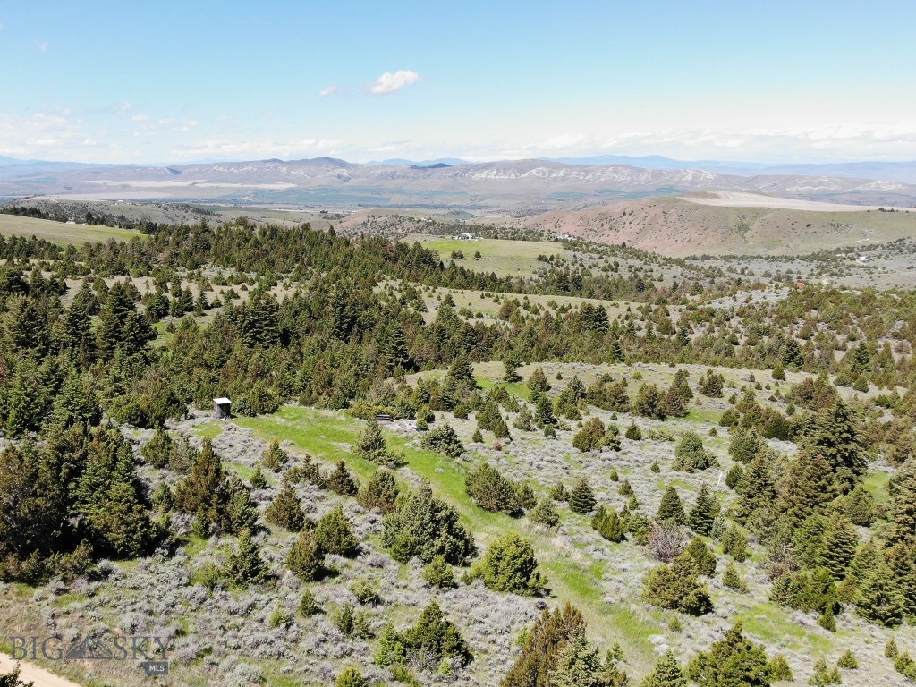 Ponderosa Pines - Land