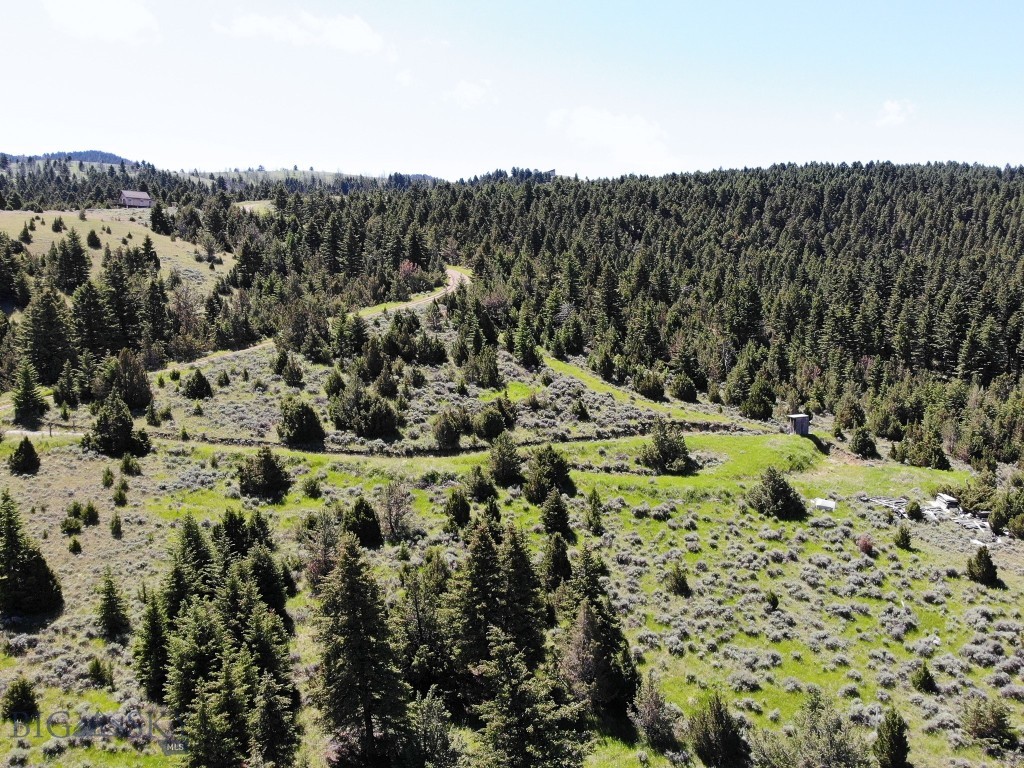 Ponderosa Pines - Land